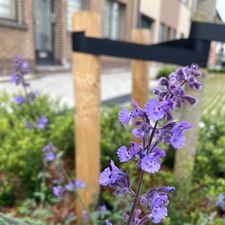 bloemrijke beplanting